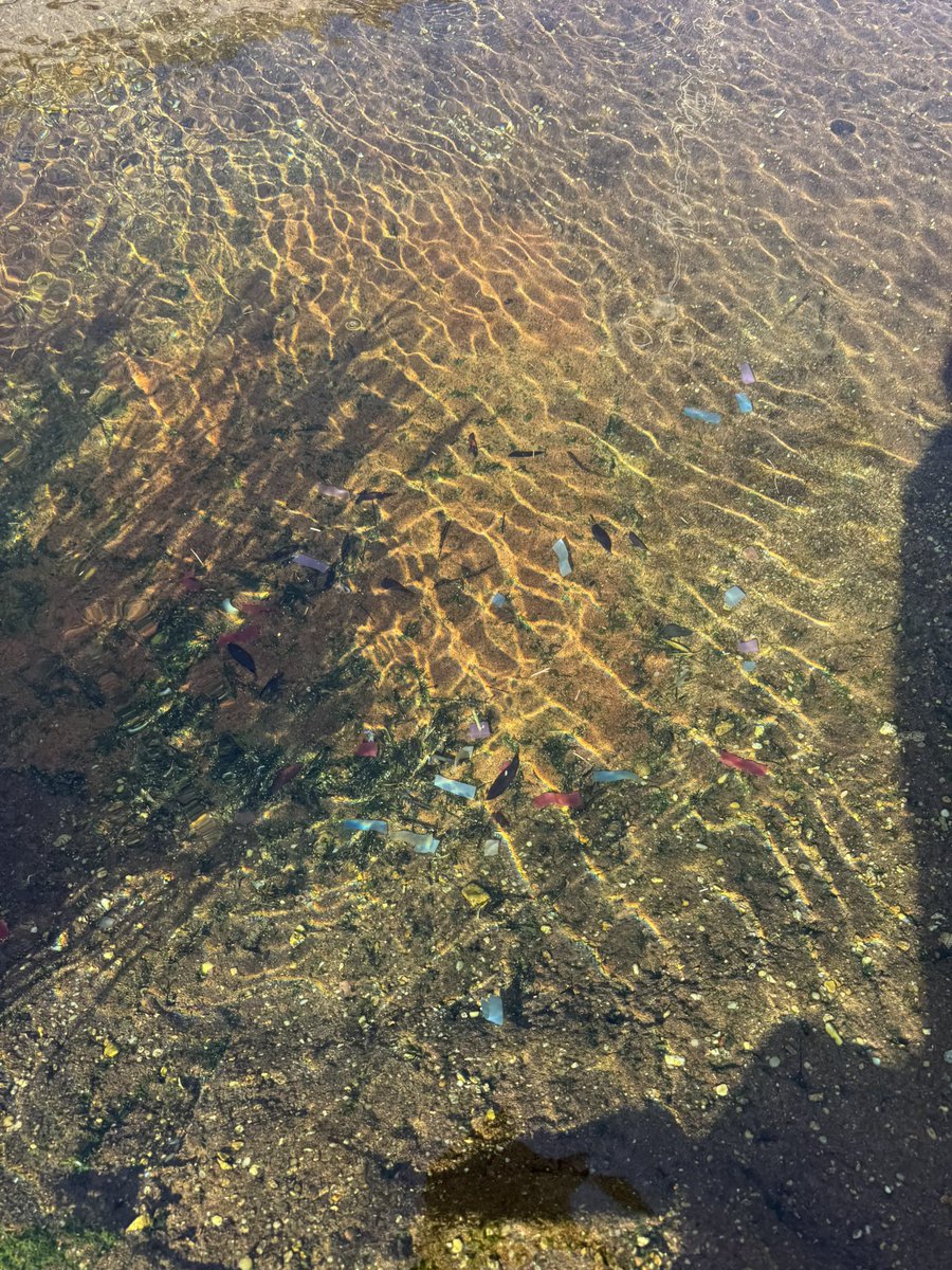MikeTheTiger's tweet photo. Y’all. I’m proud of you and so is @LSU . But please don’t pop confetti or champagne for your graduation photos. This is litter. And even in it doesn’t get into my habitat (and then have to be picked up by my caretakers), it dirties our beautiful campus. Celebrate responsibly. https://t.co/xQ78gq8tFq