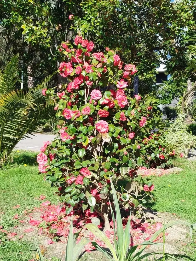 MoscowSki tweet media