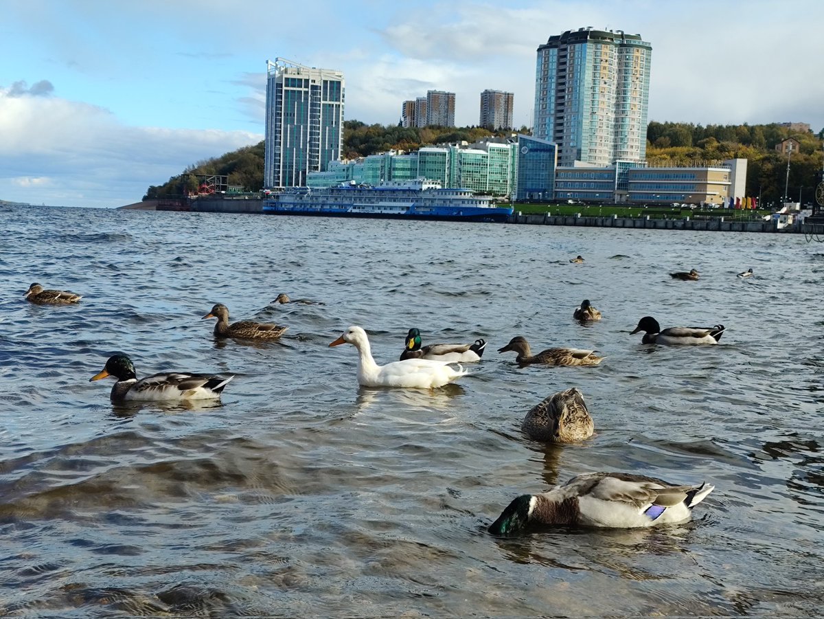 капҫи мар-и tweet media