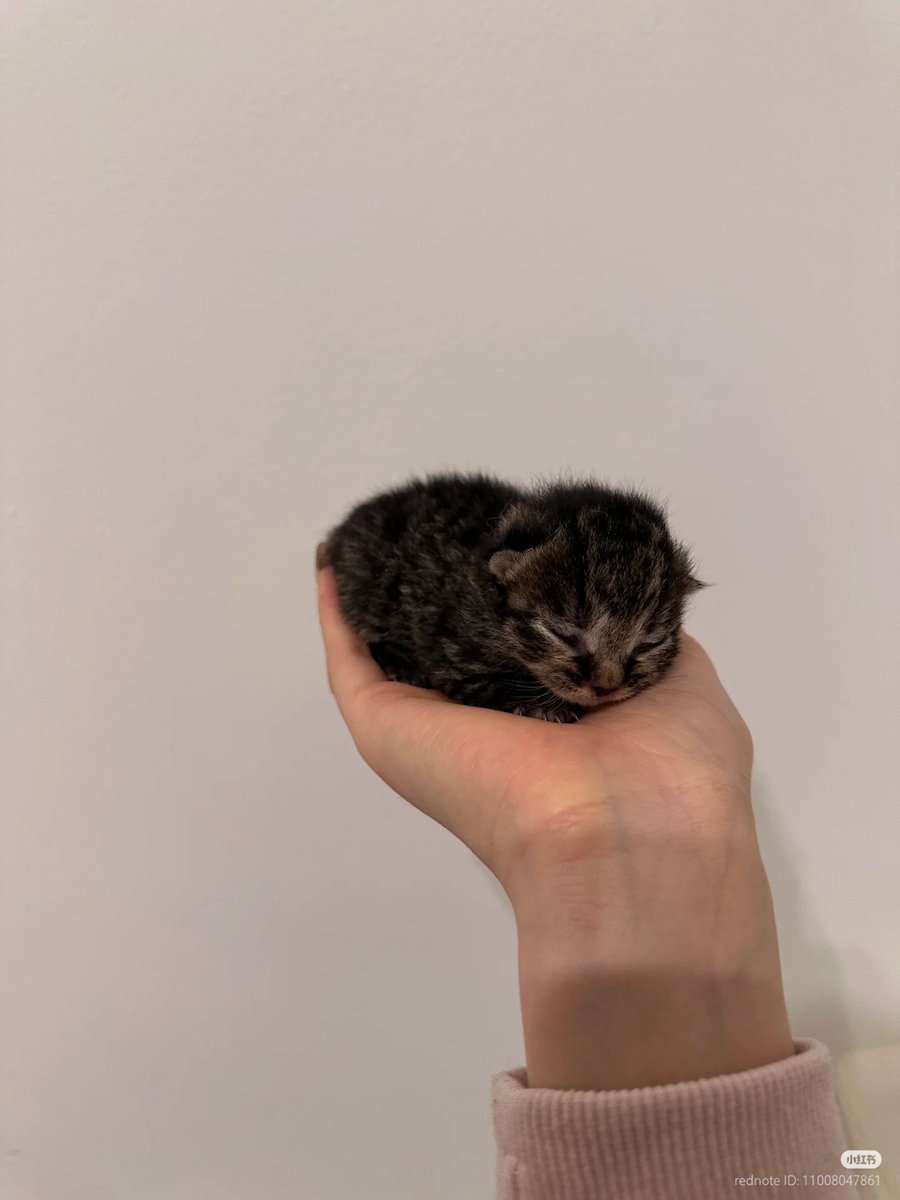 No Context Cats tweet media