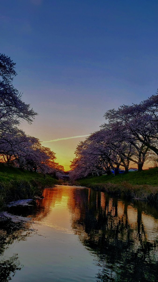 会津若松〜郡山 桜巡り。
気温も暖かく良かったです。
①②鶴ヶ城は桜吹雪の中でお茶。
③喜多方市内のレトロなバス
④藤田川ふれあい桜。夕焼けをバックに綺麗でした。
