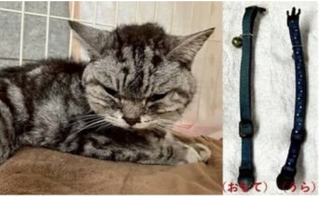 動物愛護団体 縁-en- tweet media