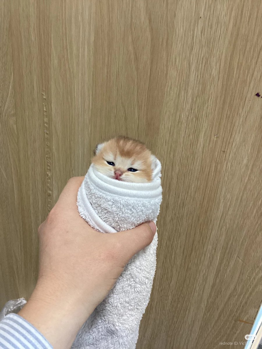 No Context Cats tweet media