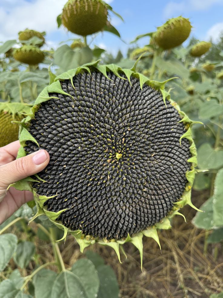 Think & Guess tweet media