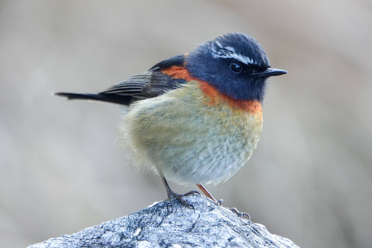 An absolutely stonkingly showy male Collared Bush-robin today! On the original photo I can see myself in his eye 😆