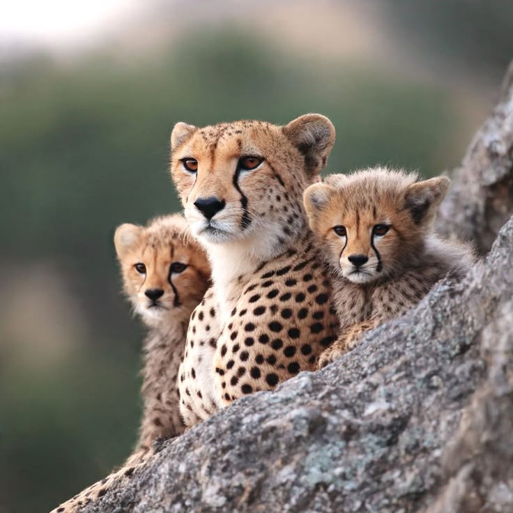 Strong mother, brave cubs — true wild spirit.