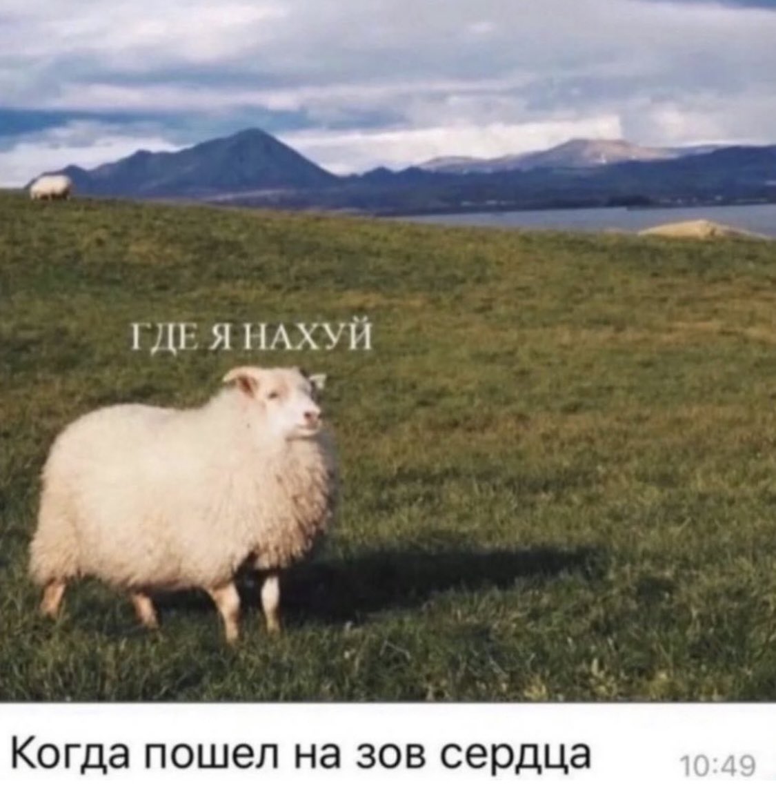 EvgeniaChenko's tweet photo. @deadmarco5 Когда пошёл на зов сердца 
Надпись над овцой: Где я нахуй? https://t.co/xxXm1U6IIR