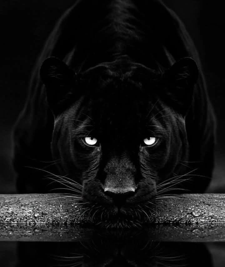 Pınar✨🐆 tweet media