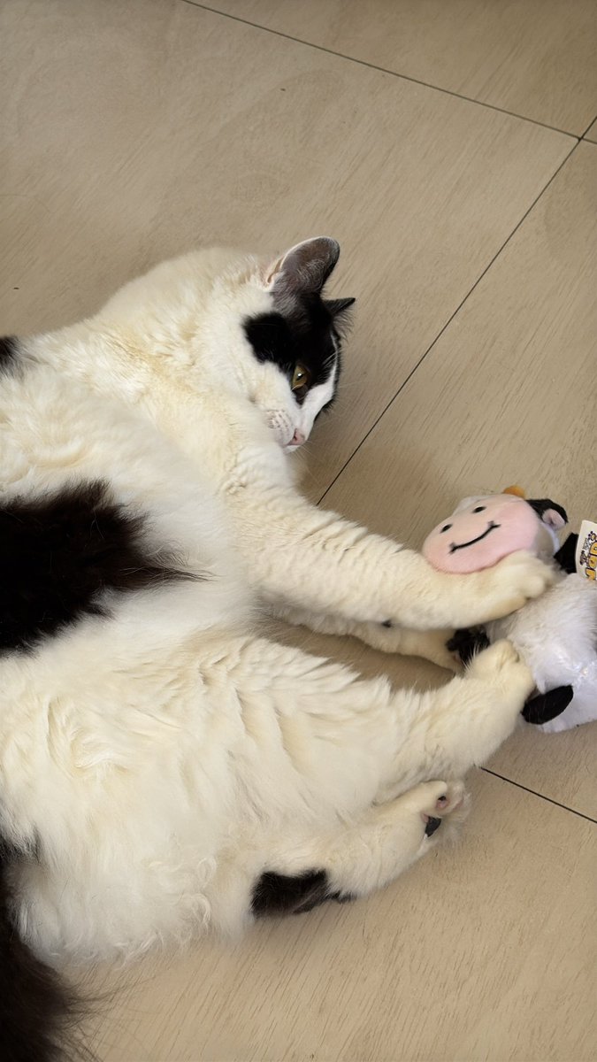 deni & the jets tweet media