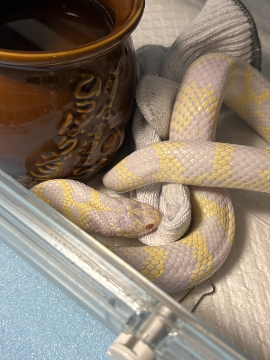 ぷーたろうbot tweet media