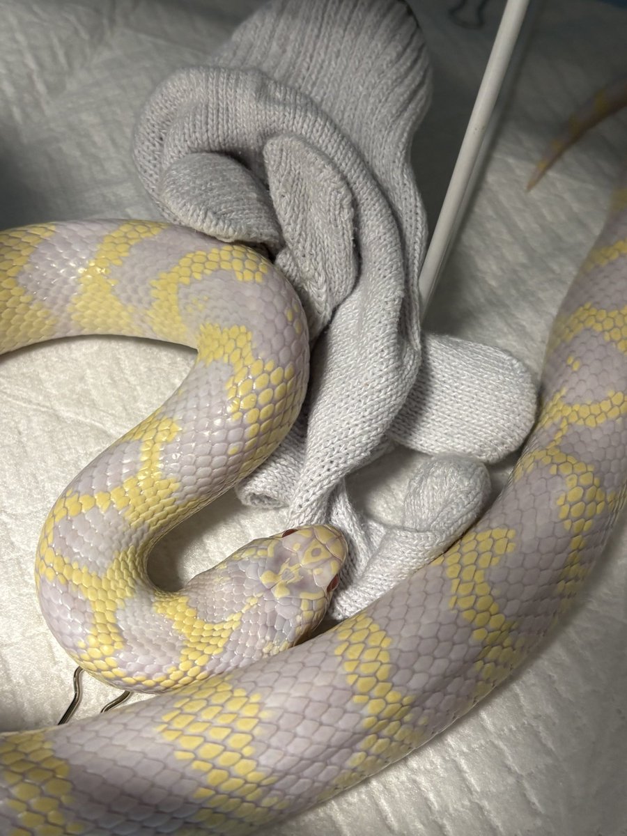 ぷーたろうbot tweet media