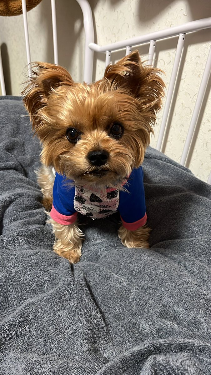 ぶかばじと tweet media