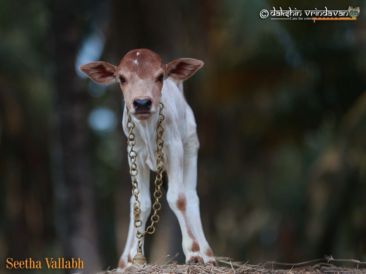 Shri Rajaram ji stepped in — at the right moment, with the right courage — and lifted this tiny, trembling life out of a fate no being deserves. From the edge of cruelty, he was brought into care… into safety… into a place where he could finally rest without fear.