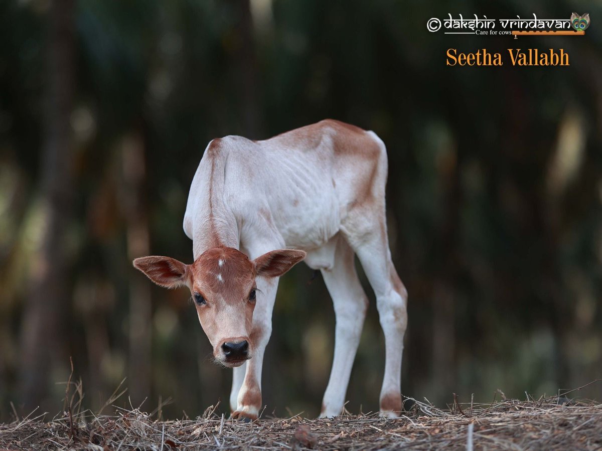 Newborn. Soft. Trusting.
Unaware that the very hands that should have protected him had already abandoned him.

But not everyone looked away.