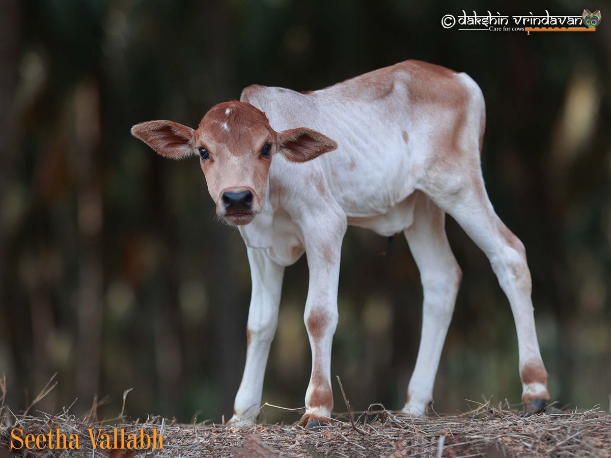 he is treated as burden. No milk to give, no value to extract. And so, almost as soon as he takes his first breath, he is torn away… pushed aside… sent toward slaughter, as if his life never mattered.

Seetha Vallabh was one such child.