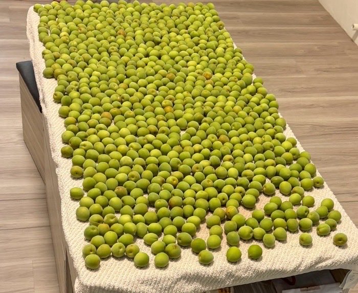 🍼五行缺德的 順順 tweet media