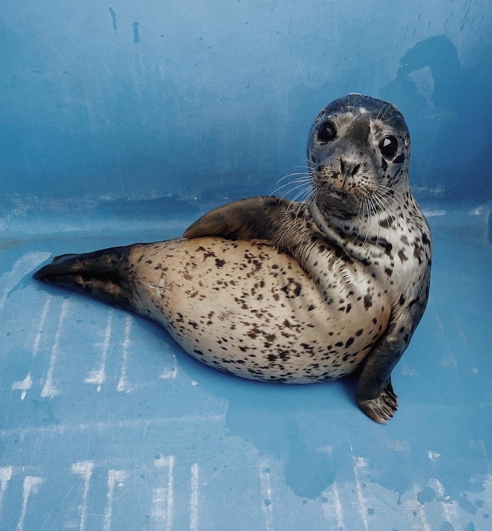 sealjin bot tweet media