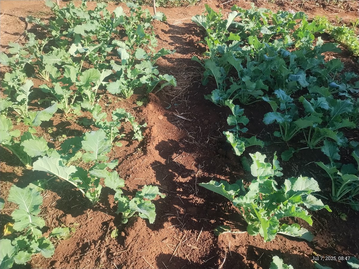 Lydia Matiza Gumbie tweet media