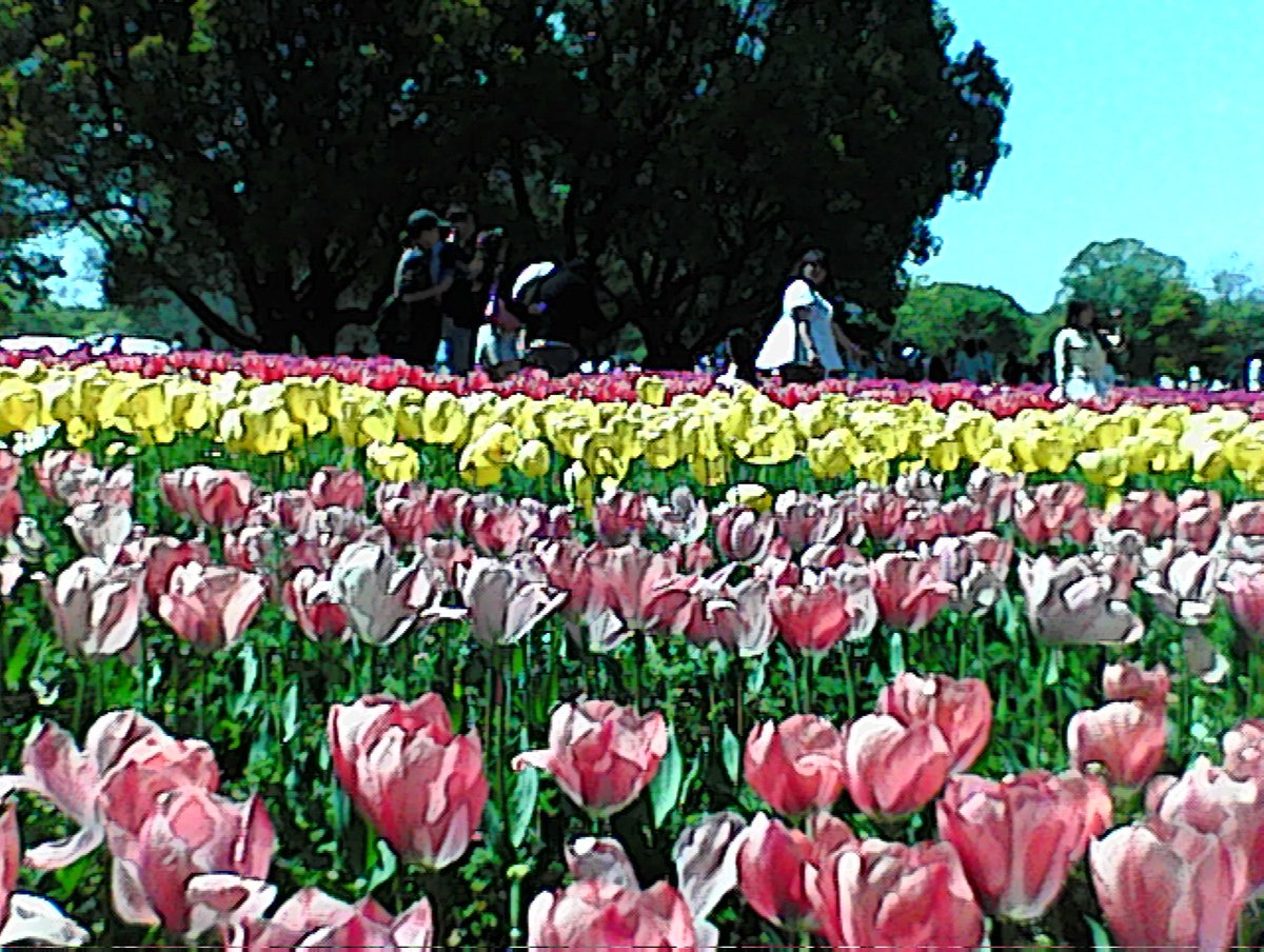 mii🧸🎧💭 tweet media