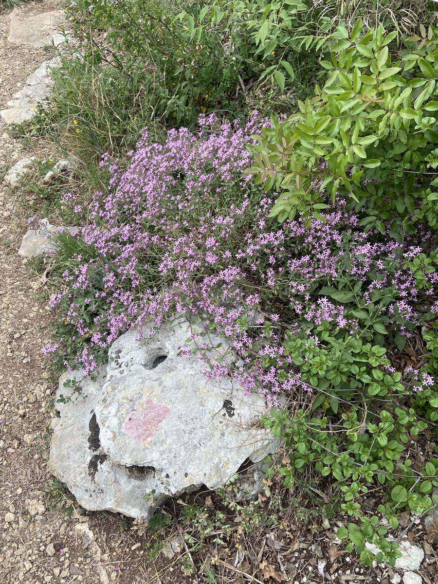 Mary 🜃 tweet media