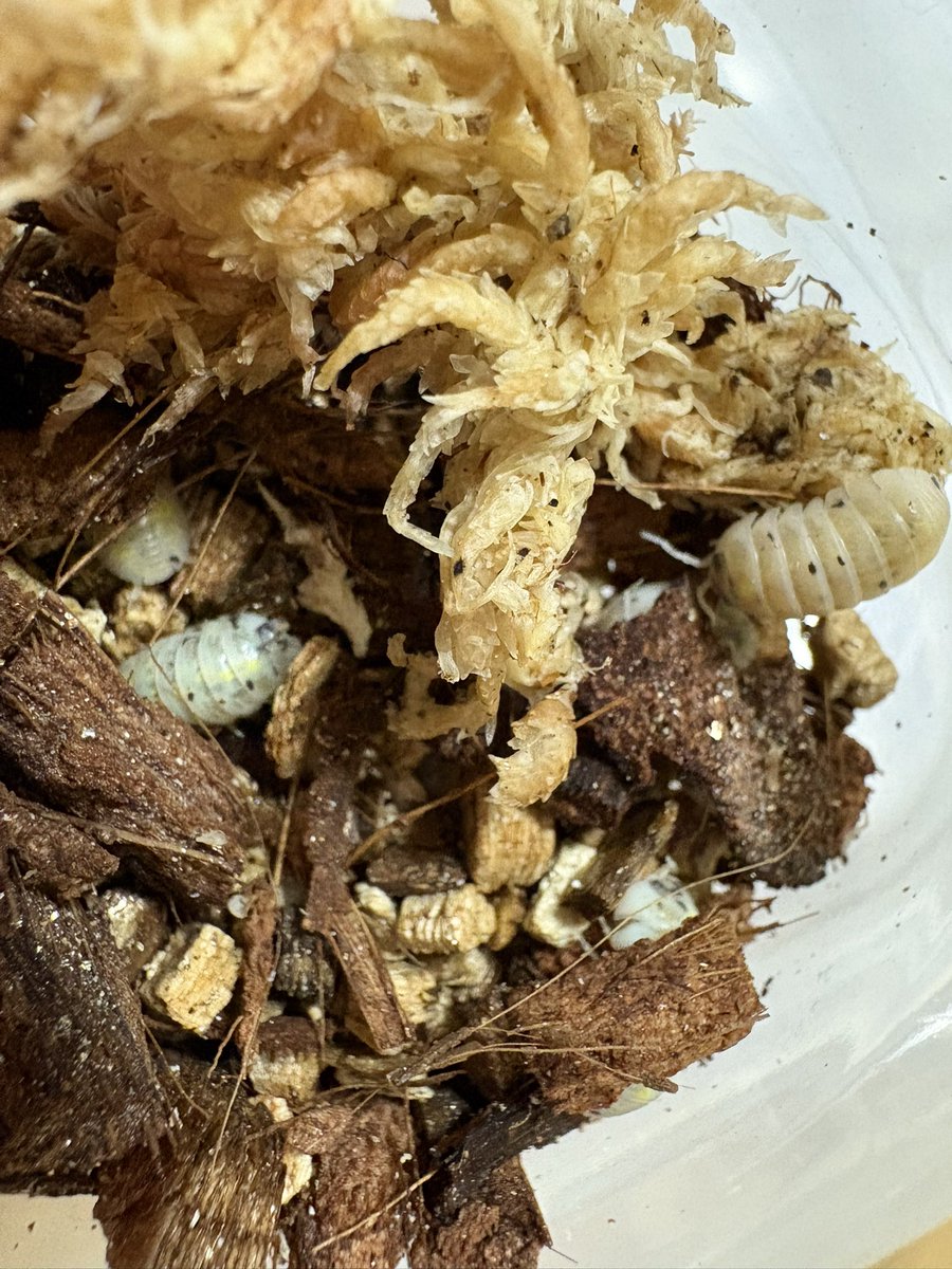 えんかうんと tweet media