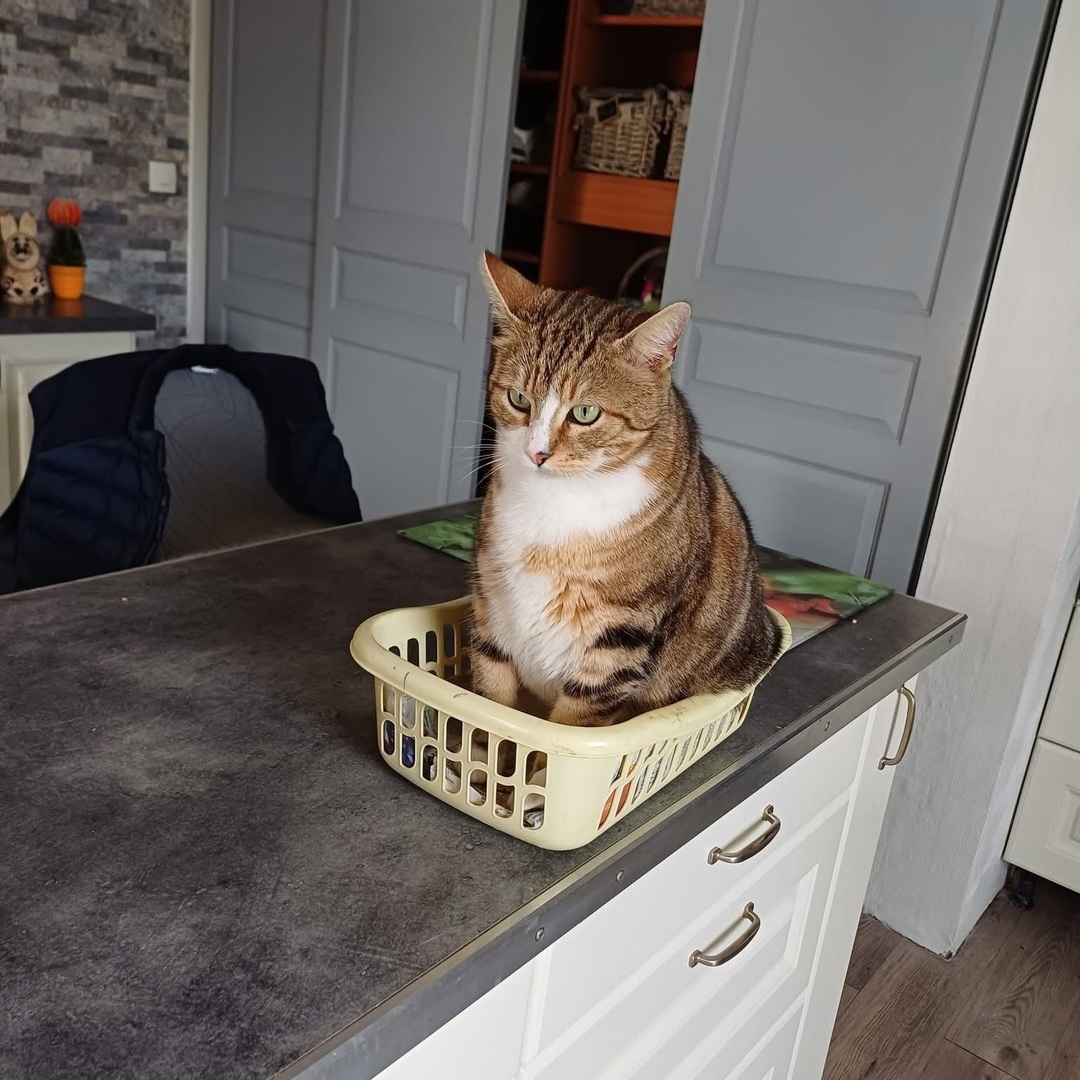 vigipets's tweet image. 🟠 🐱 Chat perdu le 08/04/2026 à Auneuil (60390).
Race : Européen / Âge : 4 an(s)
Titi / Mâle / Identifié(e) : Oui

☎️ 0626123592
📧  cldisyl@sfr.fr

#chatperdu #chattrouve #chat #perdu #trouve