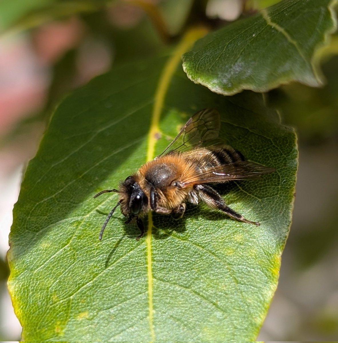 CommonByNature's tweet photo. Always exciting to find a new species in the yarden. Today it was the turn of a lovely female Chocolate Mining Bee (Andrena scotica), which seemed rather content basking on our potted bay. #bees https://t.co/P1wMTJp1pl