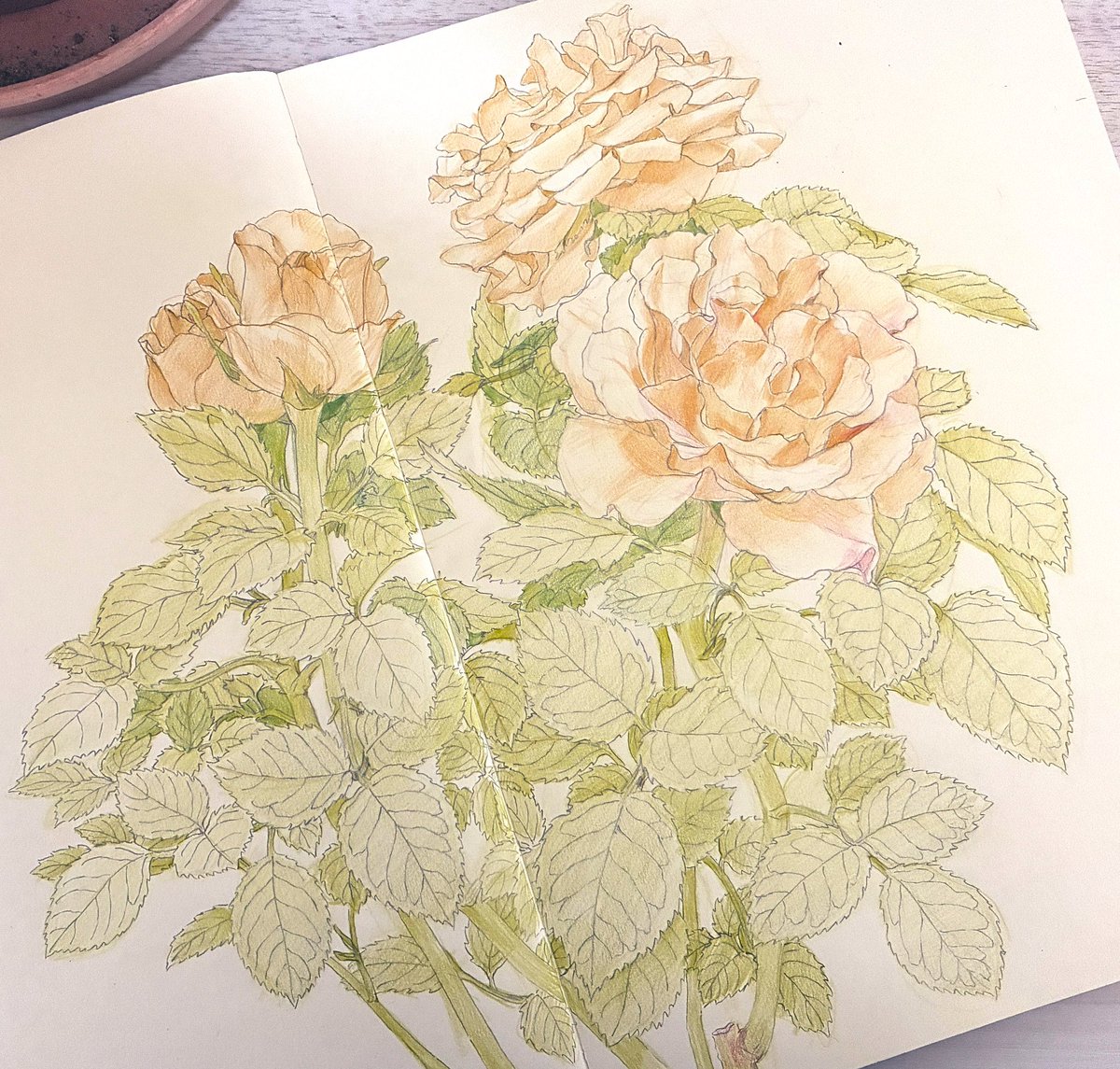 横山茜 (@akanekko1121) on Twitter photo 