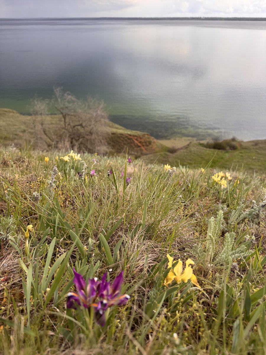 Оностосія tweet media