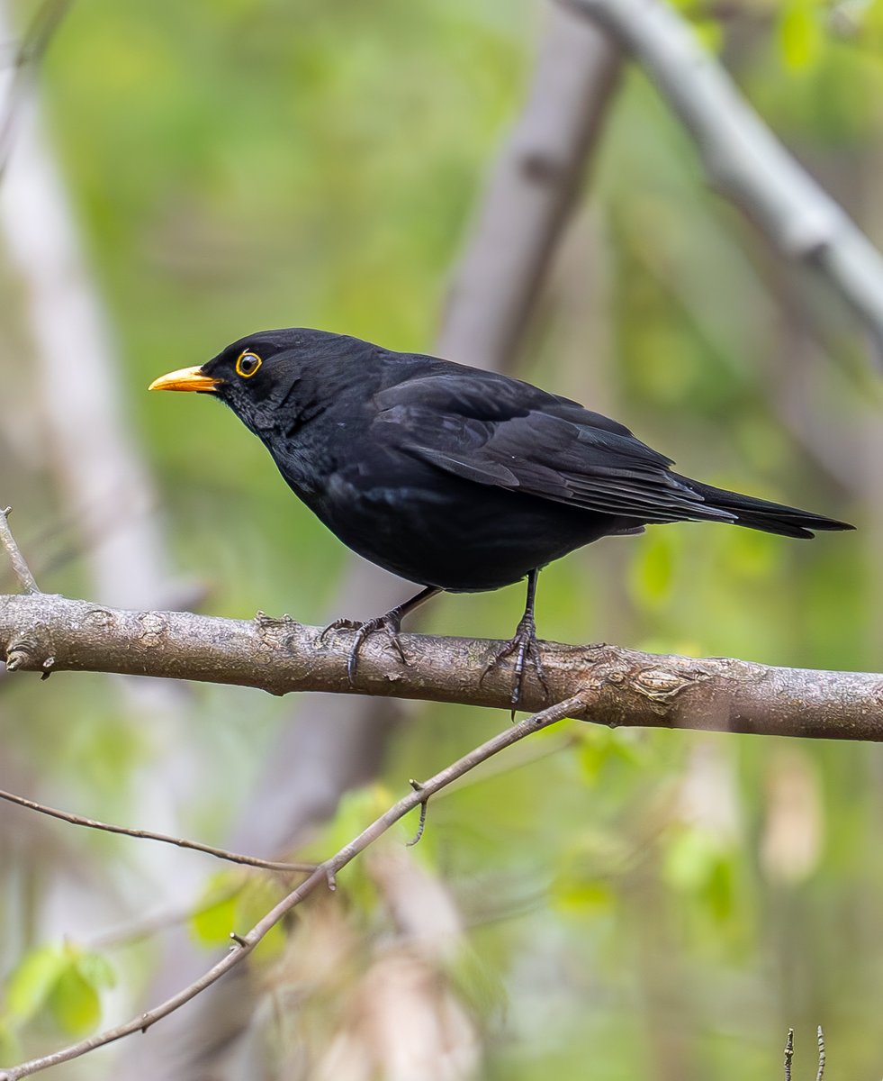 𝓒𝓲𝓮𝓻𝓷𝓲𝓮𝔀𝓼𝓴𝓲 tweet media