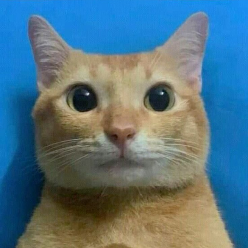 Cat (@th3tickeriscat) / Posts / X