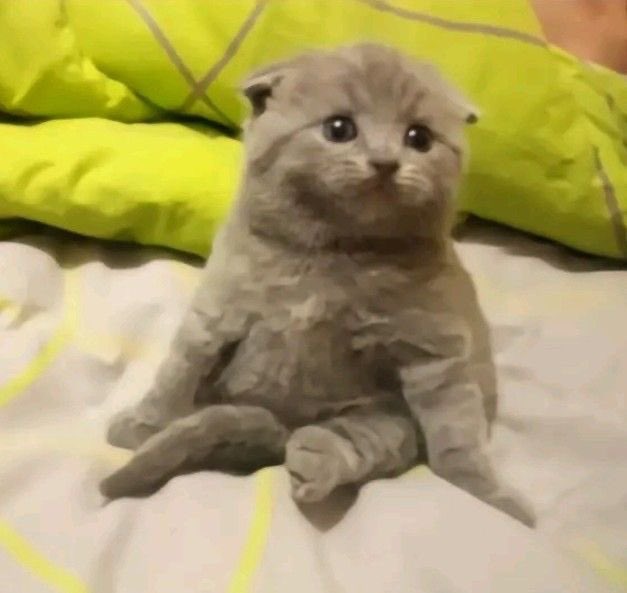 idoru 🪖 tweet media