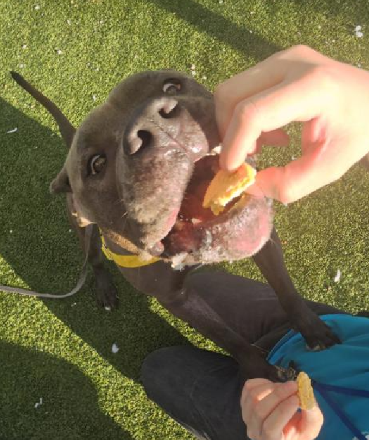 NMBewitched's tweet image. #SundayShinning 
#FostersSaveLives 

Silver was #Rescued 
Thank you #Foster &amp;amp; #Rescue 
@TAPNYACC will post details 

Who loves it when a Long Stay is safe💝

Village, tysvm🙌 

Casentino is the New King of #QACC 
234 Days
Genesis is still Quenn of #QACC 
227 Days 
Let's get them