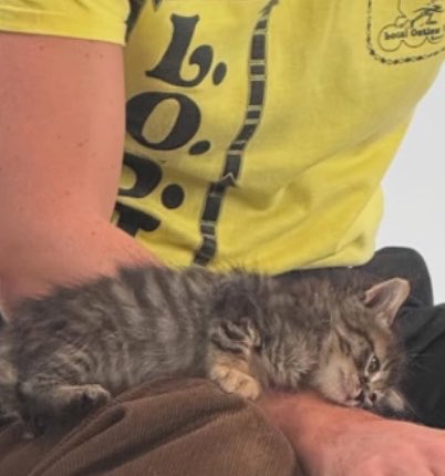 buffy ✨ tweet media