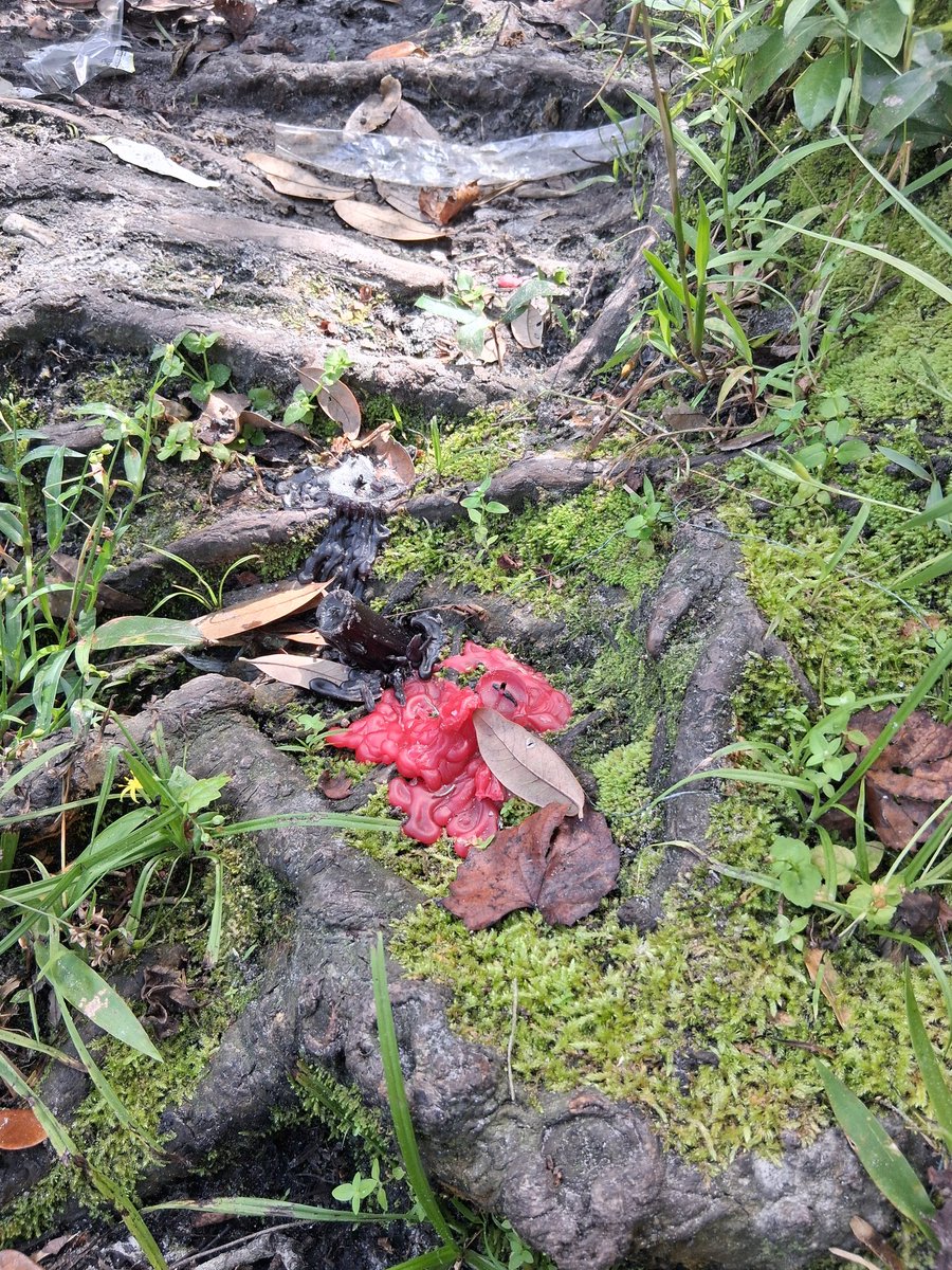 𝕋𝕙𝕖𝕊𝕞𝕒𝕔𝕜ℍ𝕖𝕣𝕒𝕝𝕕 tweet media