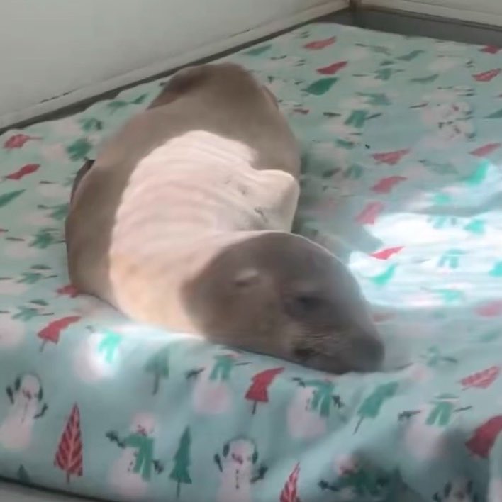 elle 🐠 tweet media