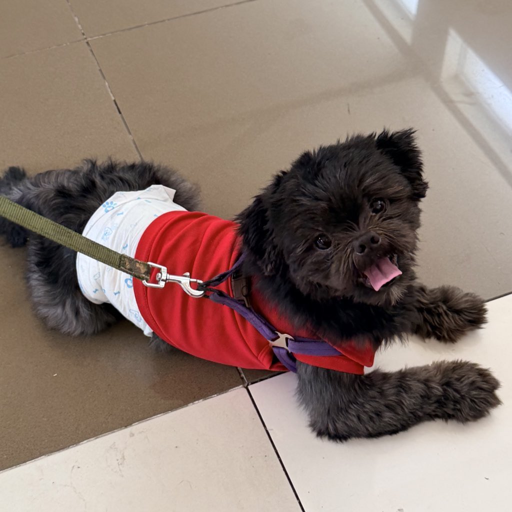 _elleestforte's tweet photo. naligo yan sya, dumalaw kay lolo pete at nag-aya mag-rob. gusto pa mag-sine kasama ang papa 🐶😂

ilysm anak! stay healthy and sweet. papadala ulit si mommy ng maraming treats ha 💗 https://t.co/RAGy6ulEc8