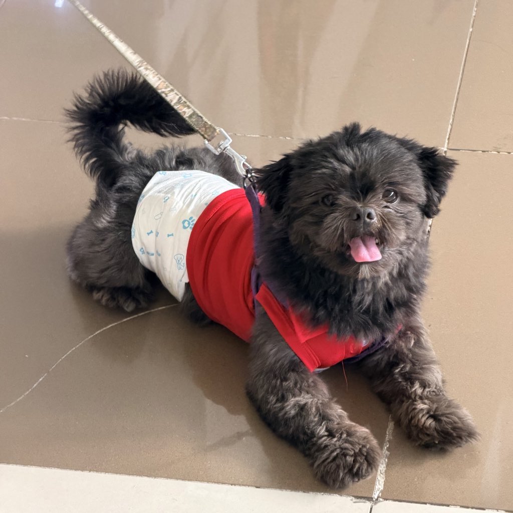 _elleestforte's tweet photo. naligo yan sya, dumalaw kay lolo pete at nag-aya mag-rob. gusto pa mag-sine kasama ang papa 🐶😂

ilysm anak! stay healthy and sweet. papadala ulit si mommy ng maraming treats ha 💗 https://t.co/RAGy6ulEc8