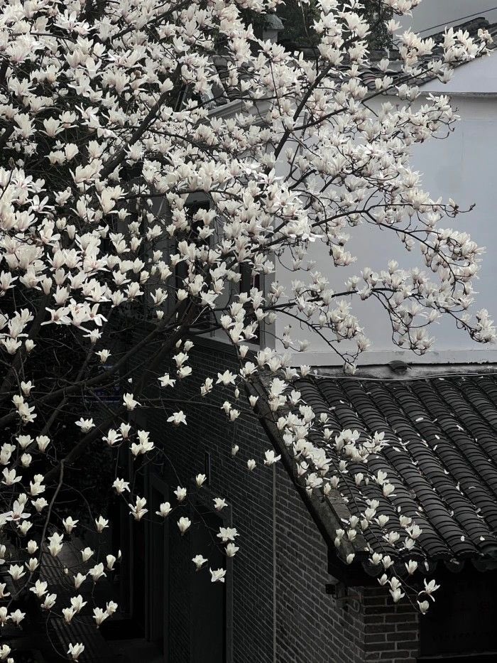 blossom. tweet media