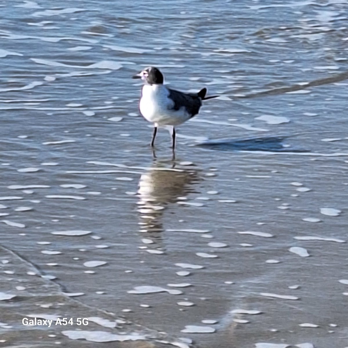 Texas Sky tweet media
