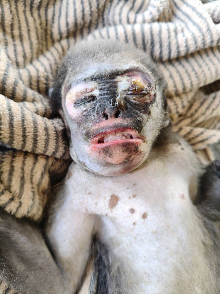 กรมอุทยานแห่งชาติ สัตว์ป่า และพันธุ์พืช tweet media