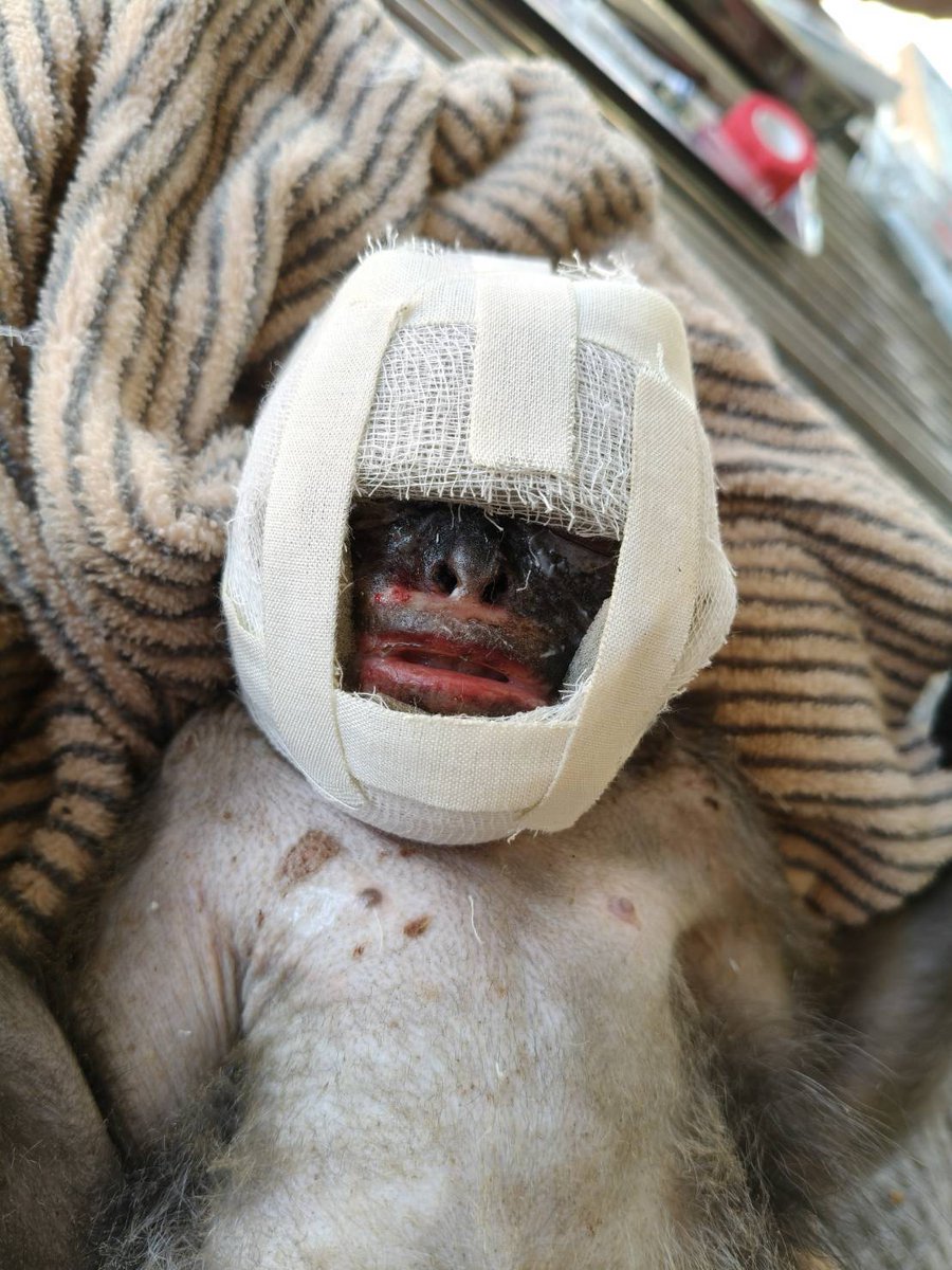 กรมอุทยานแห่งชาติ สัตว์ป่า และพันธุ์พืช tweet media