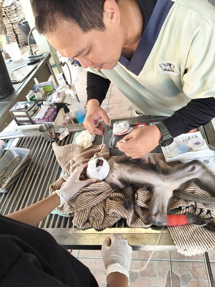 กรมอุทยานแห่งชาติ สัตว์ป่า และพันธุ์พืช tweet media