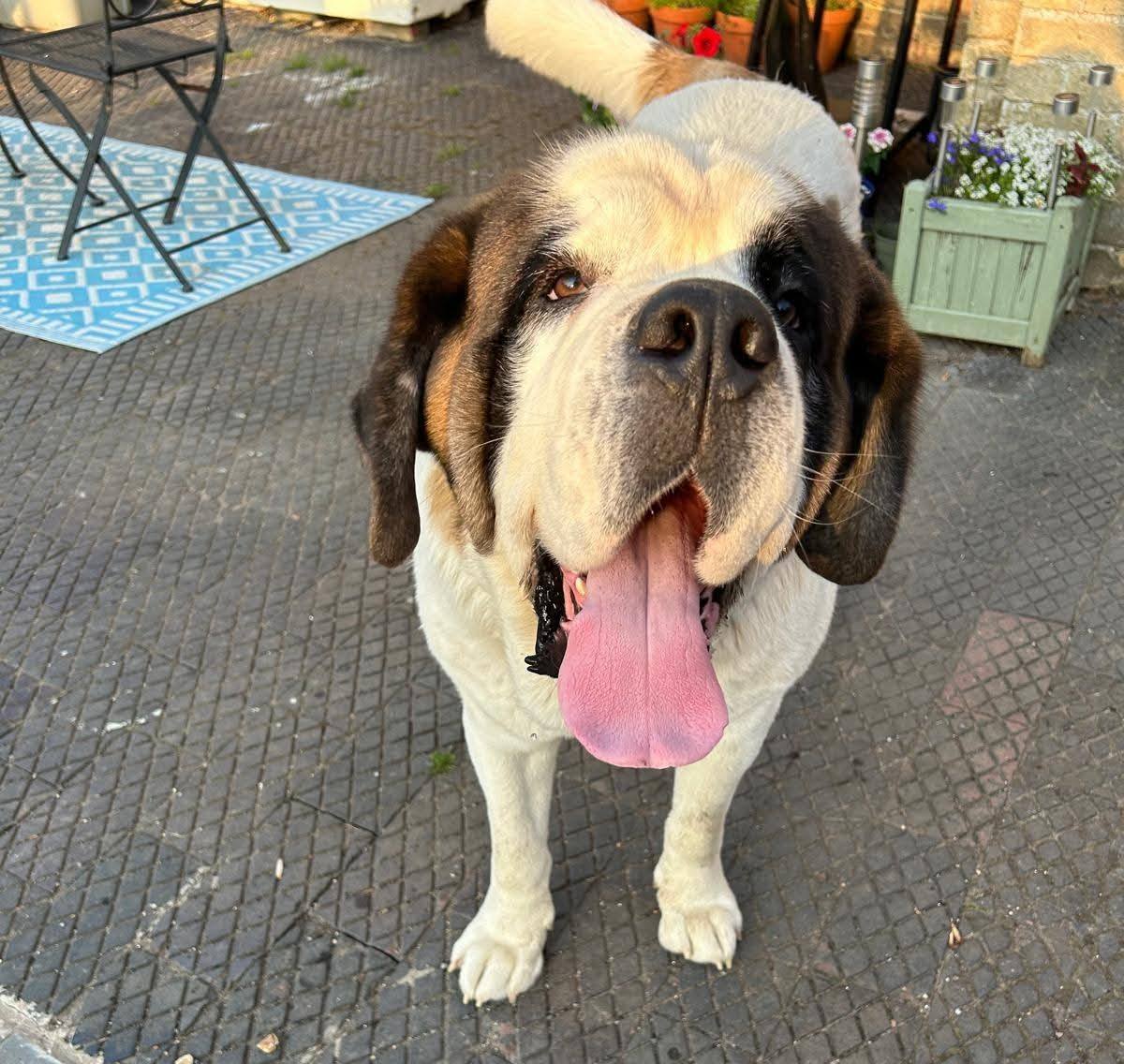 Rescue dogs for rehoming tweet media