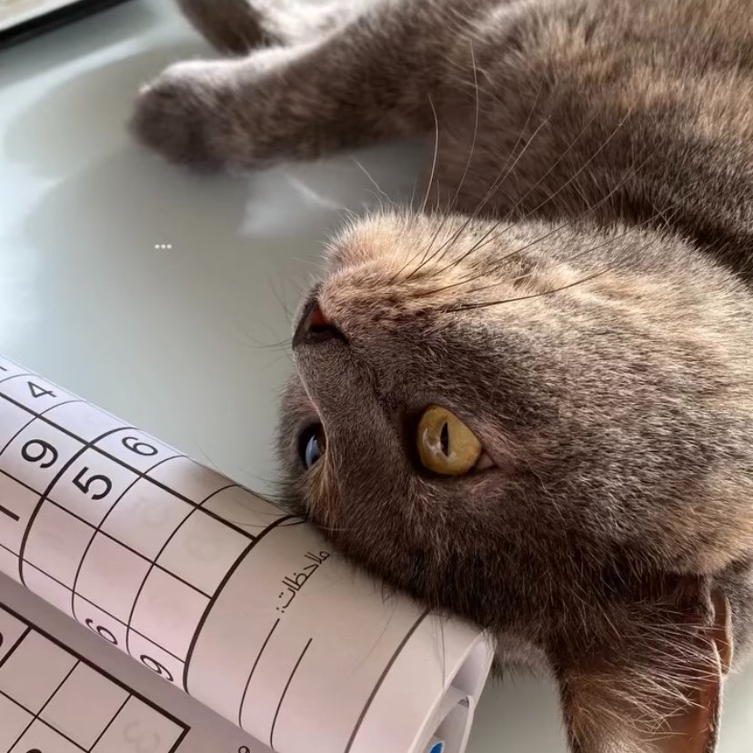 رهَيفه tweet media