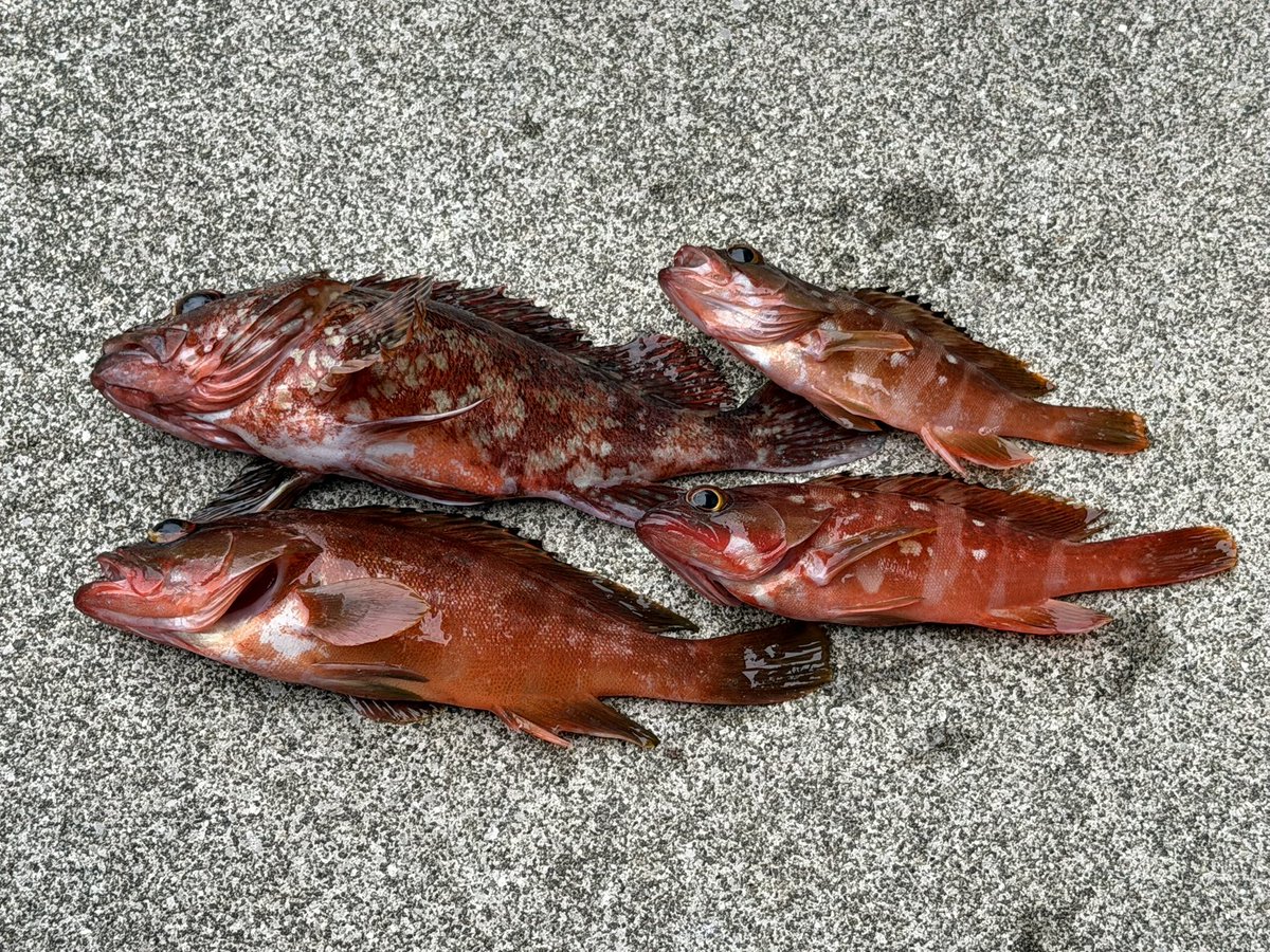 根魚いっぱい釣ったデイ！🎣