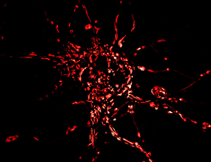 scisignal's tweet photo. Chronic, mild stress leads to depressive behaviors in mice by triggering a reduction in the mitochondrial protein RAB5IF, which impairs BDNF signaling by disrupting #SUMOylation of G protein subunits and their binding to TrkB. @BrownMolBio https://t.co/Wf03W6bpwz https://t.co/AmpG4G7K4N