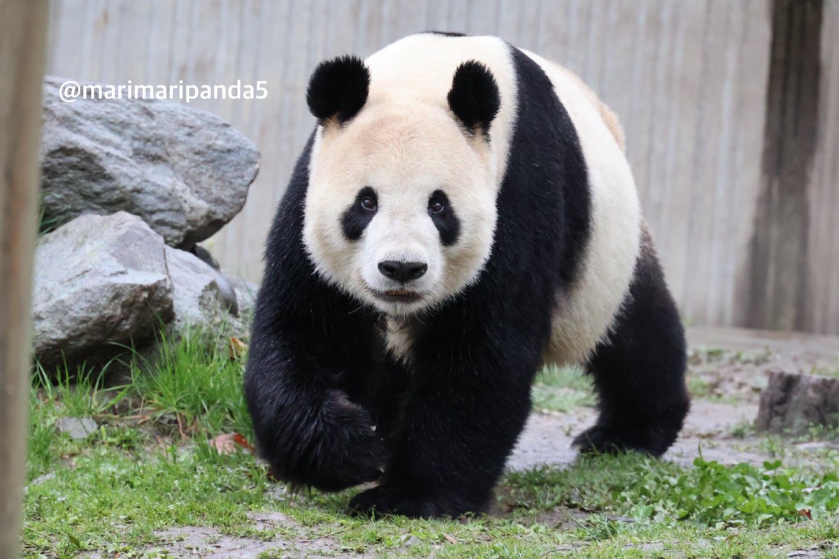 まりまり☆パンダ tweet media