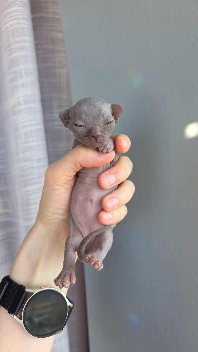 человек и пять сфинксов ± tweet media