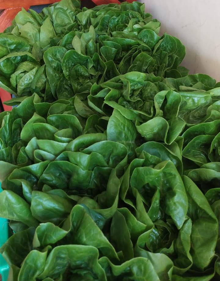 Surya Hamidaturrazky tweet media